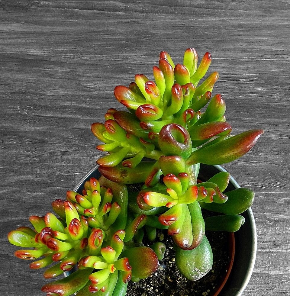 Крассула виды с фото и названиями Танцующие кости и денежное дерево Succulent life Дзен