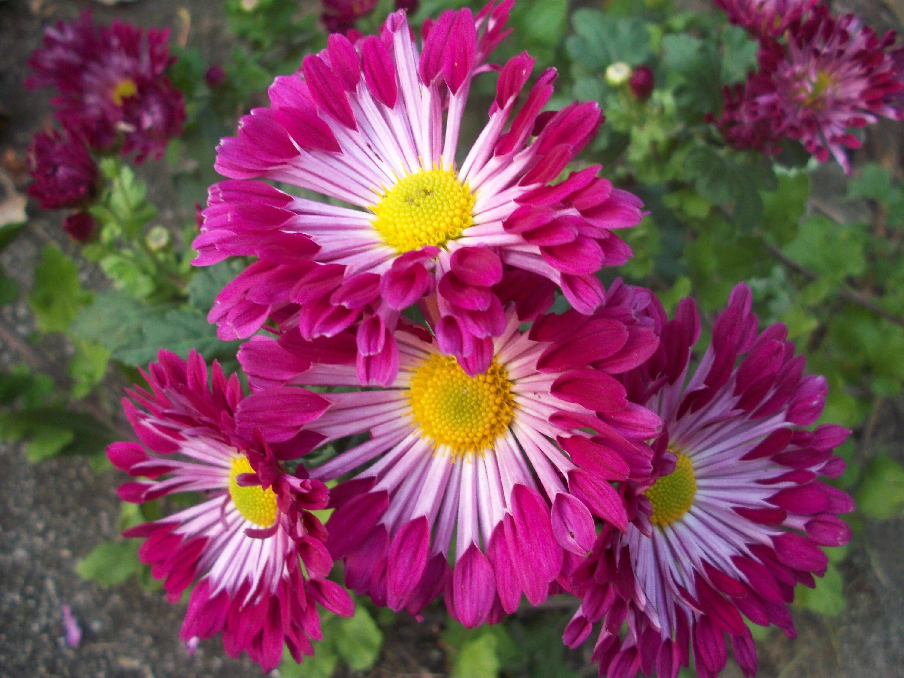Красуня хризантема корейская фото и описание Fantasy Chrysant