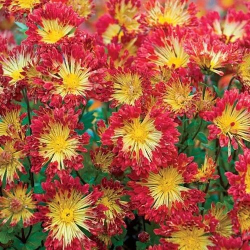 Красуня хризантема корейская фото и описание Spring Hill Nursery Chrysanthemum plant, Chrysanthemum seeds, Spring hill nurser