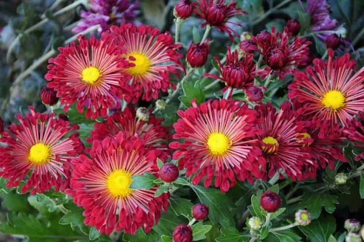 Красуня хризантема корейская фото и описание Хризантема корейская Garden, Plants, Spring