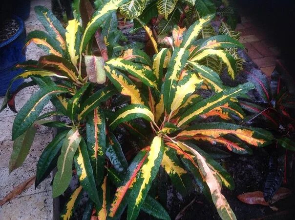 Кратон фото цветов Codiaeum variegatum Pride of Wynmere (Гордость Виндмера). Фотография из альбома 