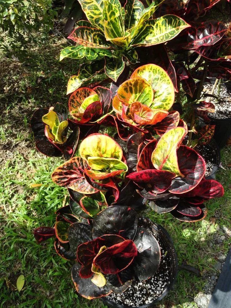 Кратон фото цветов Кротон: посадка и уход - HappyModern.RU Garden plants, Flower gift, Garden