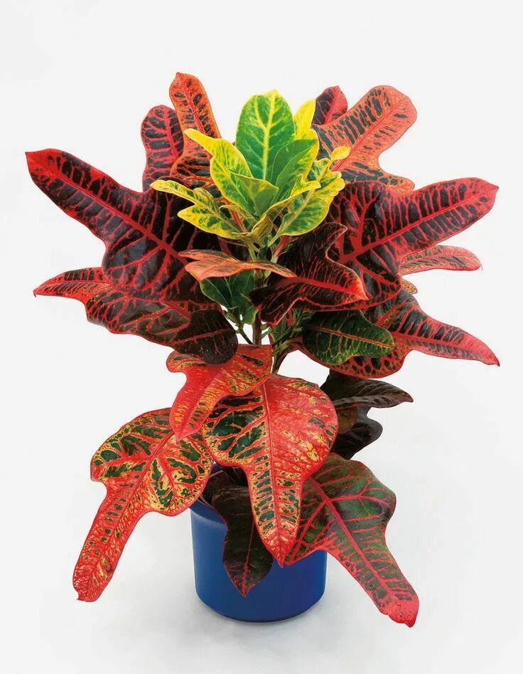 Кратон фото цветов 12 of the Best Plants for Kids' Bedrooms Cool plants, African violets plants, Cr