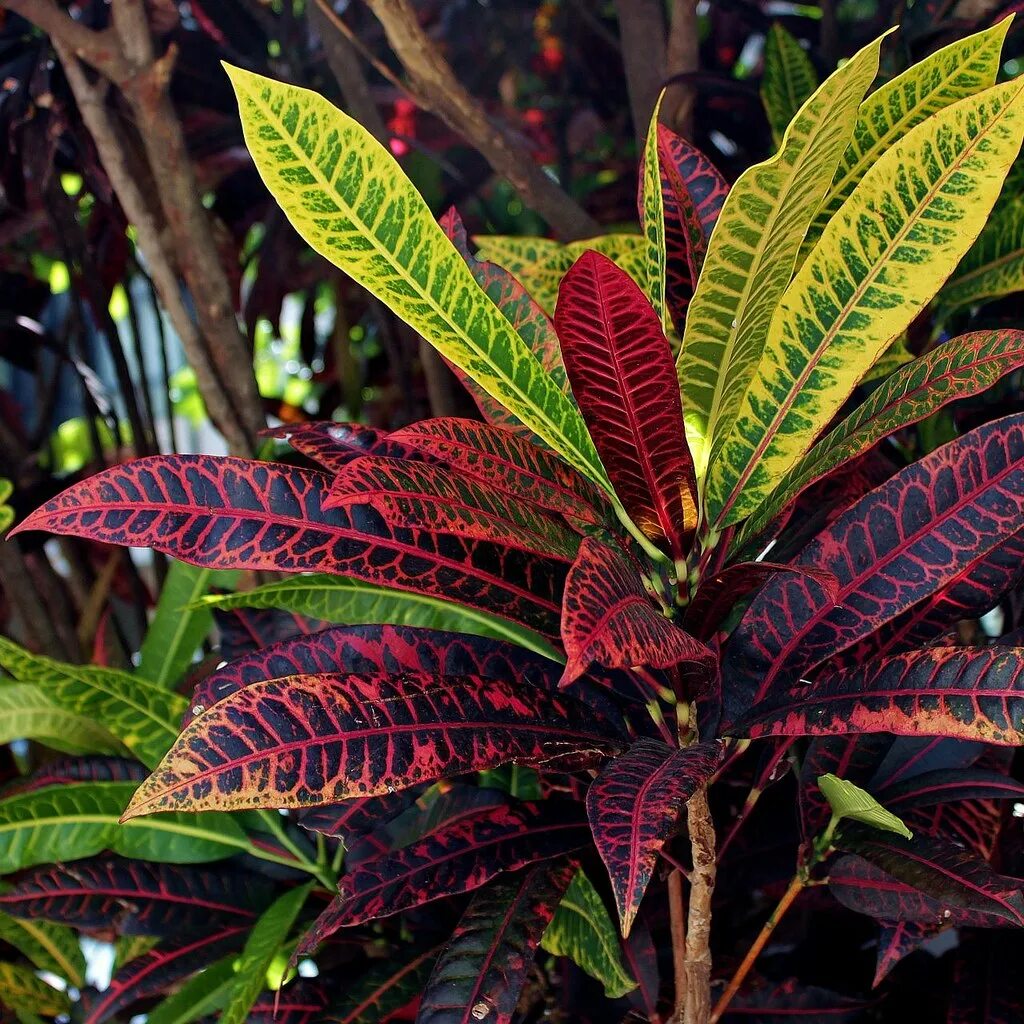 Кратон фото цветов Codiaeum variegatum Codiaeum variegatum (L.) Rumph. ex A. Flickr