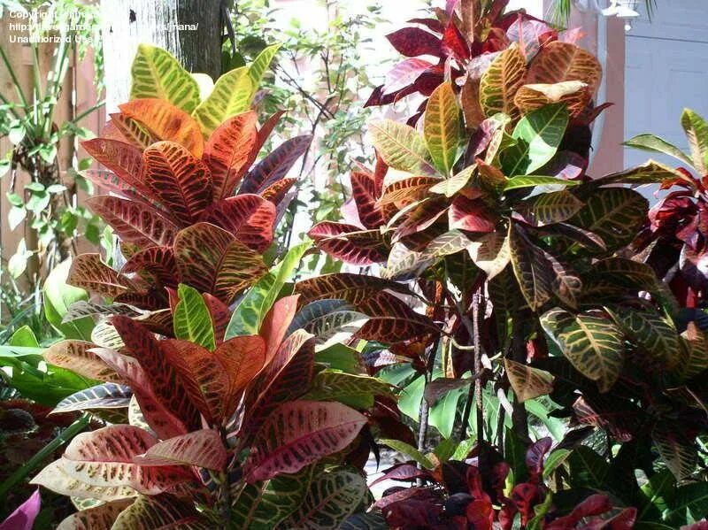 Кратон цветет фото Cróton ou folha-imperial. Tem varias cores. Jardim, Plantas, Cores