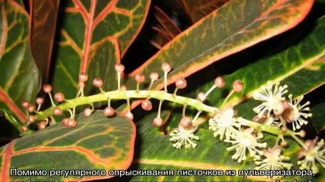Кратон цветет фото Кодиеум: уход в домашних условиях и способы размножения - смотреть видео онлайн 