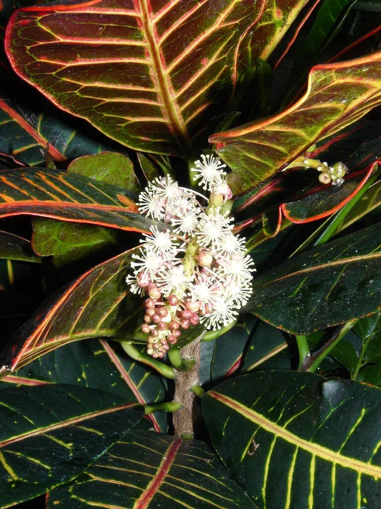 Кратон цветет фото Croton, Codiaeum sp. The Croton (Codiaeum sp.) is a member. Flickr
