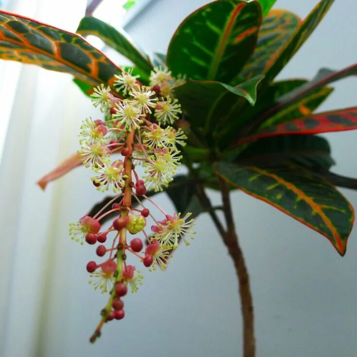 Кратон цветет фото Time Lapse of a Flowering Croton Planting flowers, Ornamental plants, Flowers