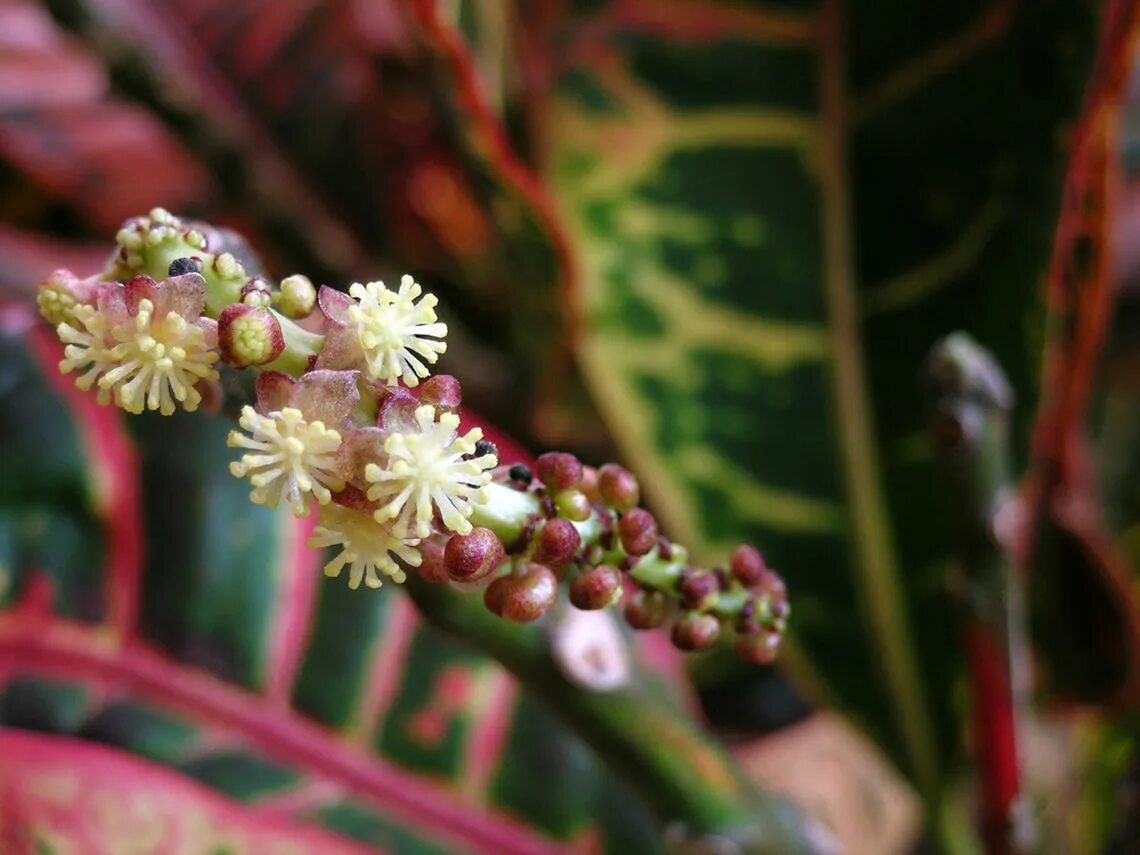 Кратон цветет фото кротон уход flori-da.ru