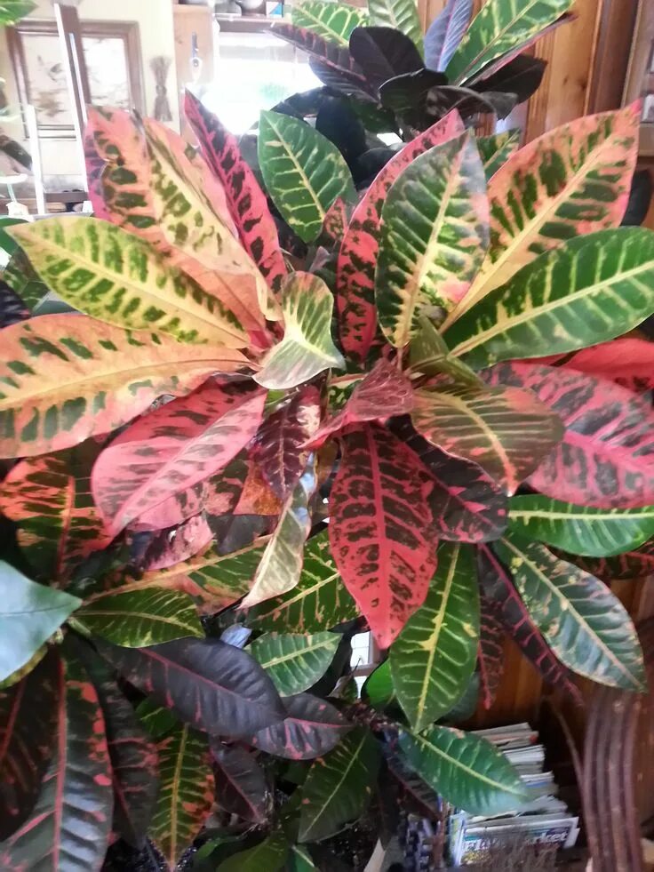 Кратон цветок фото комнатное растение Pin by SALAH on idia home handmade Plant leaves, Plants, Garden