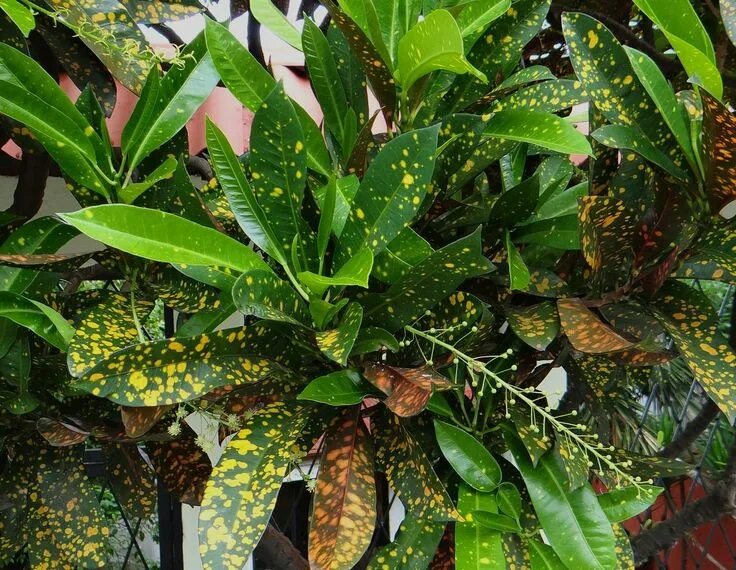 Кратон цветок комнатный уход фото Foliage, Plant leaves, Garden
