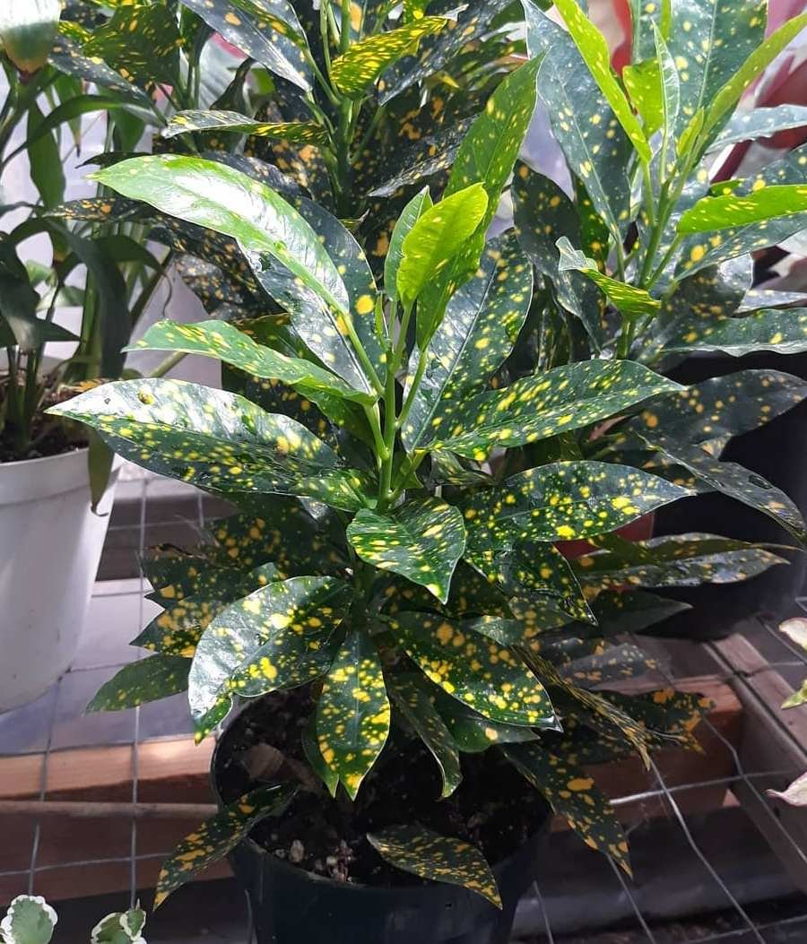 Кратон цветок комнатный уход фото Самые яркие комнатные кротоны Flowers, Plants, Succulents