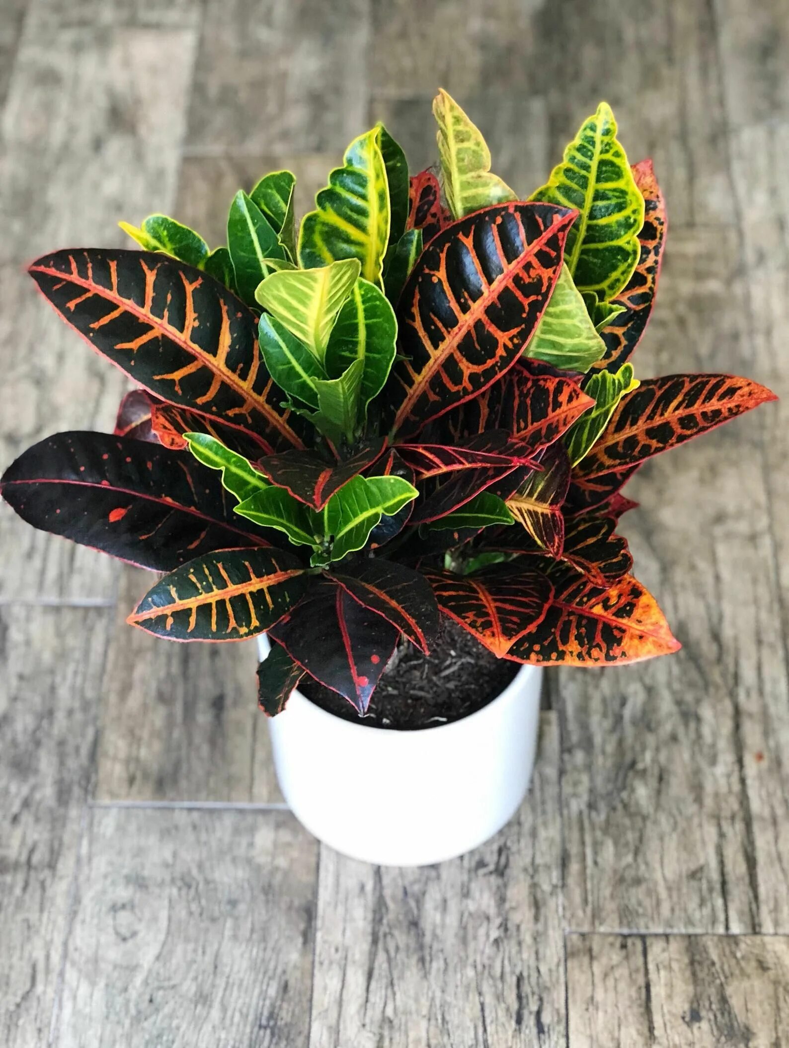 Кратон цветок комнатный уход фото This item is unavailable Etsy Vine house plants, Live house plants, House plants