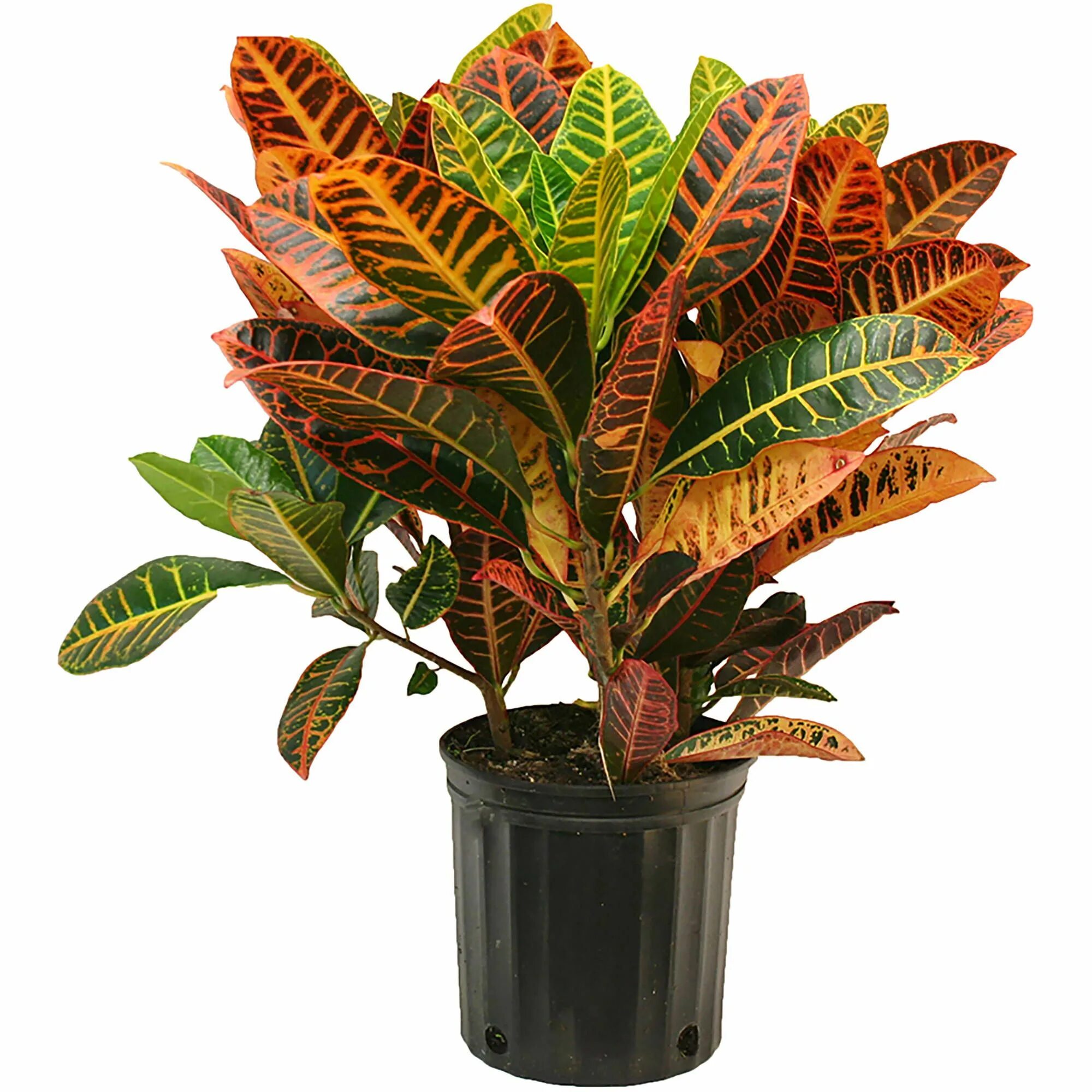 Кратон цветок комнатный уход фото The Croton Petra is know for it's exotic appearance with it's bright tropical fo