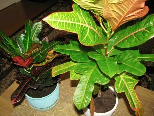 Кратон цветок комнатный уход фото Croton Plant: Varieties, Care and Maintenance Croton plant care, Plants, Perenni