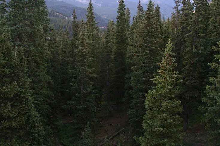 Край леса фото Why Coniferous Forests Are Ideal for Birds in 2020 (With images) Rainforest proj