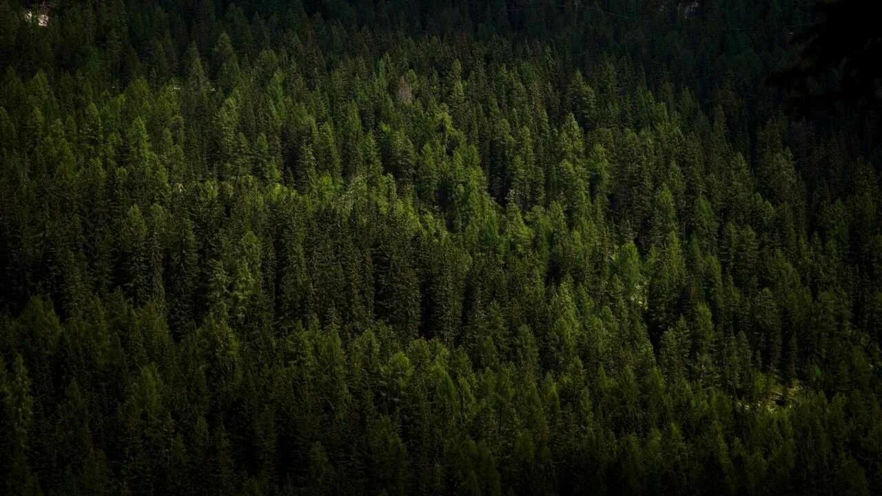 Край леса фото Постер на экокоже 50x70 LinxOne "Лес, деревья, вид сверху y" интерьерная - купит