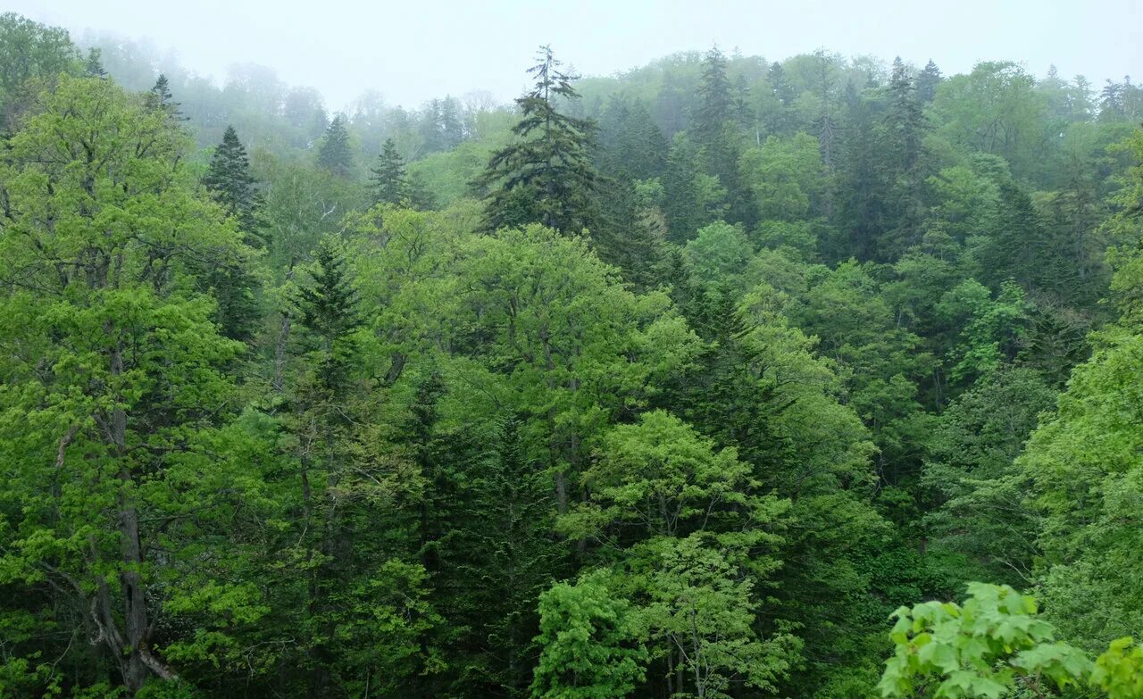 Край леса фото Climate change alters tree demography in northern forests