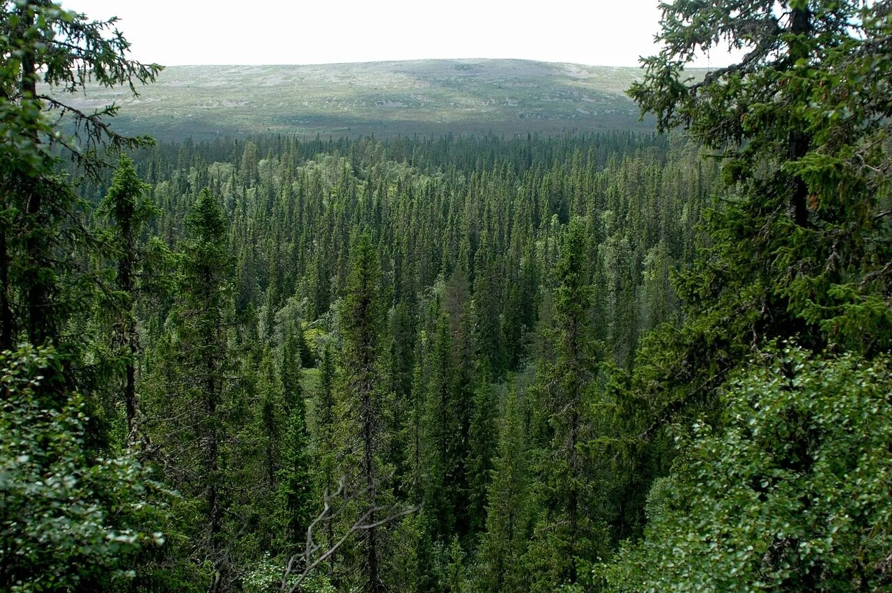 Край леса фото На севере зона тайги - найдено 90 картинок