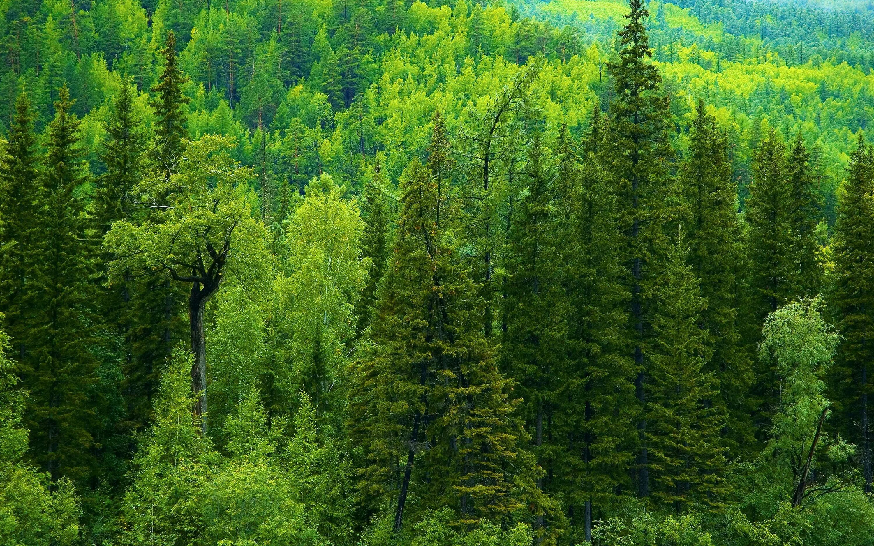 Край леса фото Картинки ЛИСТВЕННЫЕ ХВОЙНЫЕ ЛЕСА ЕВРАЗИИ
