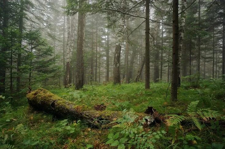 Край леса фото Пин от пользователя Екатерина Флинт на доске Forest Пейзажи, Натуральный, Лесной