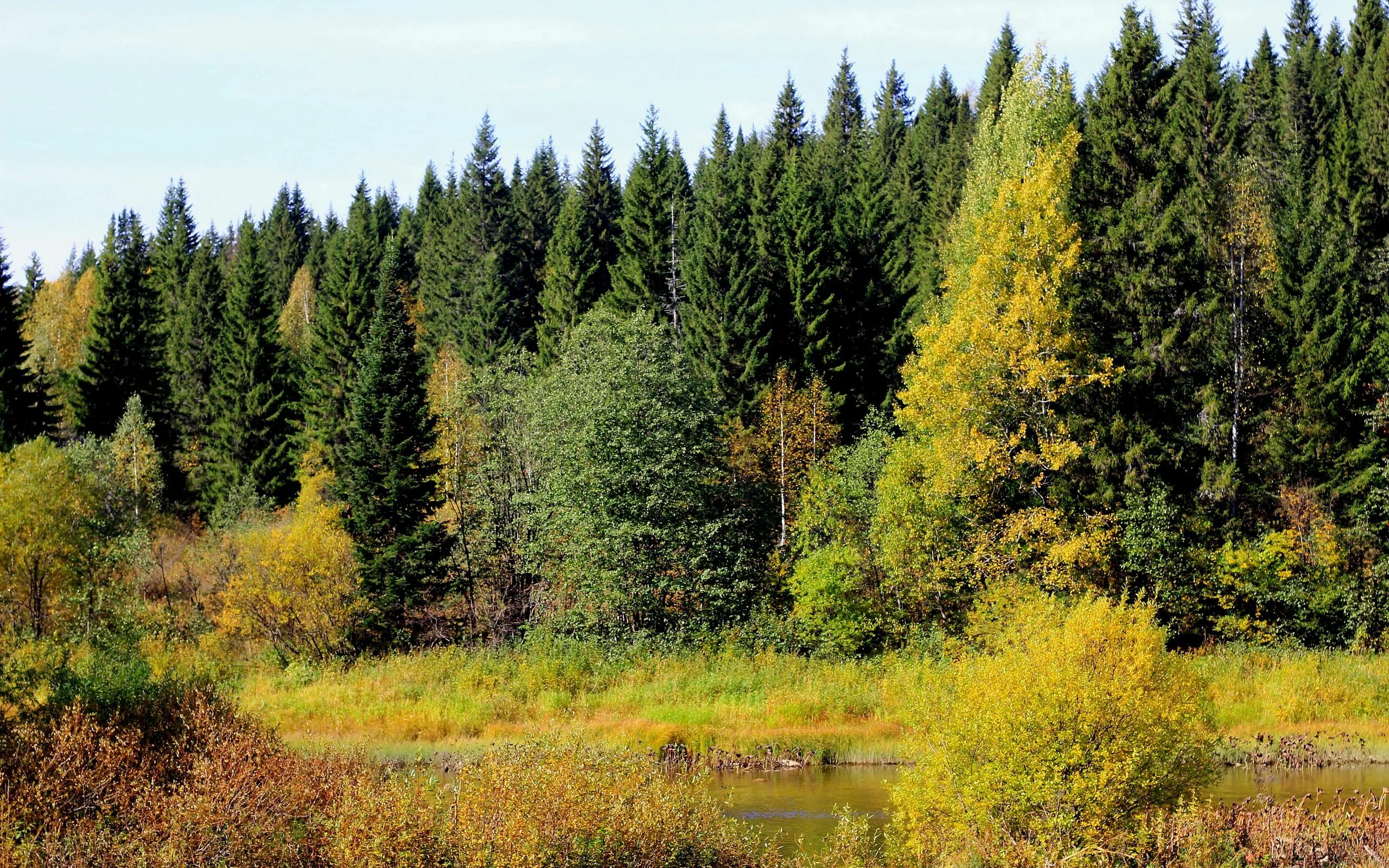Край леса фото Download wallpaper 2560x1600 trees, forest, river, grass widescreen 16:10 hd bac