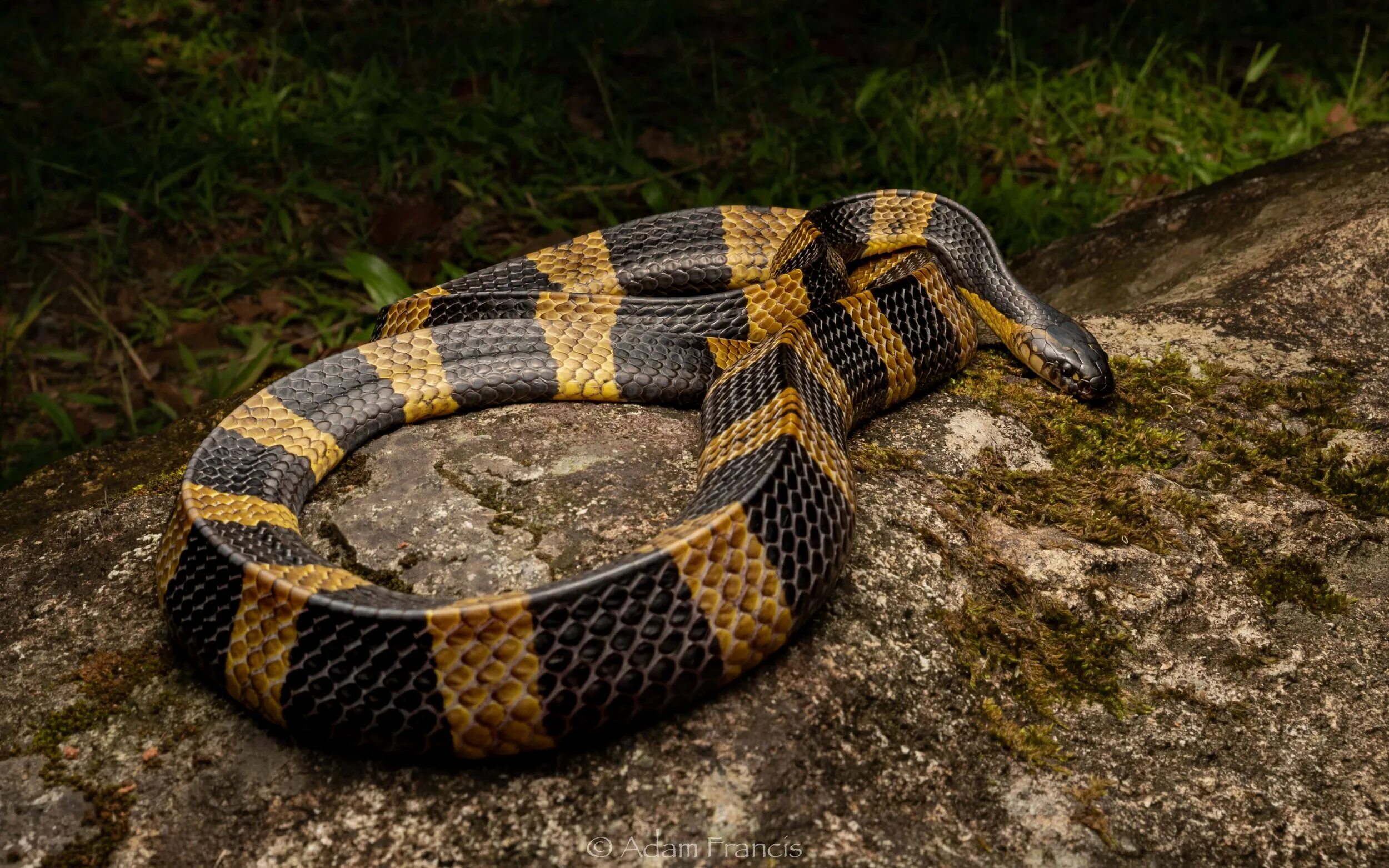 Крайт змея фото BANDED KRAIT - Bungarus fasciatus - HongKongSnakeID.com