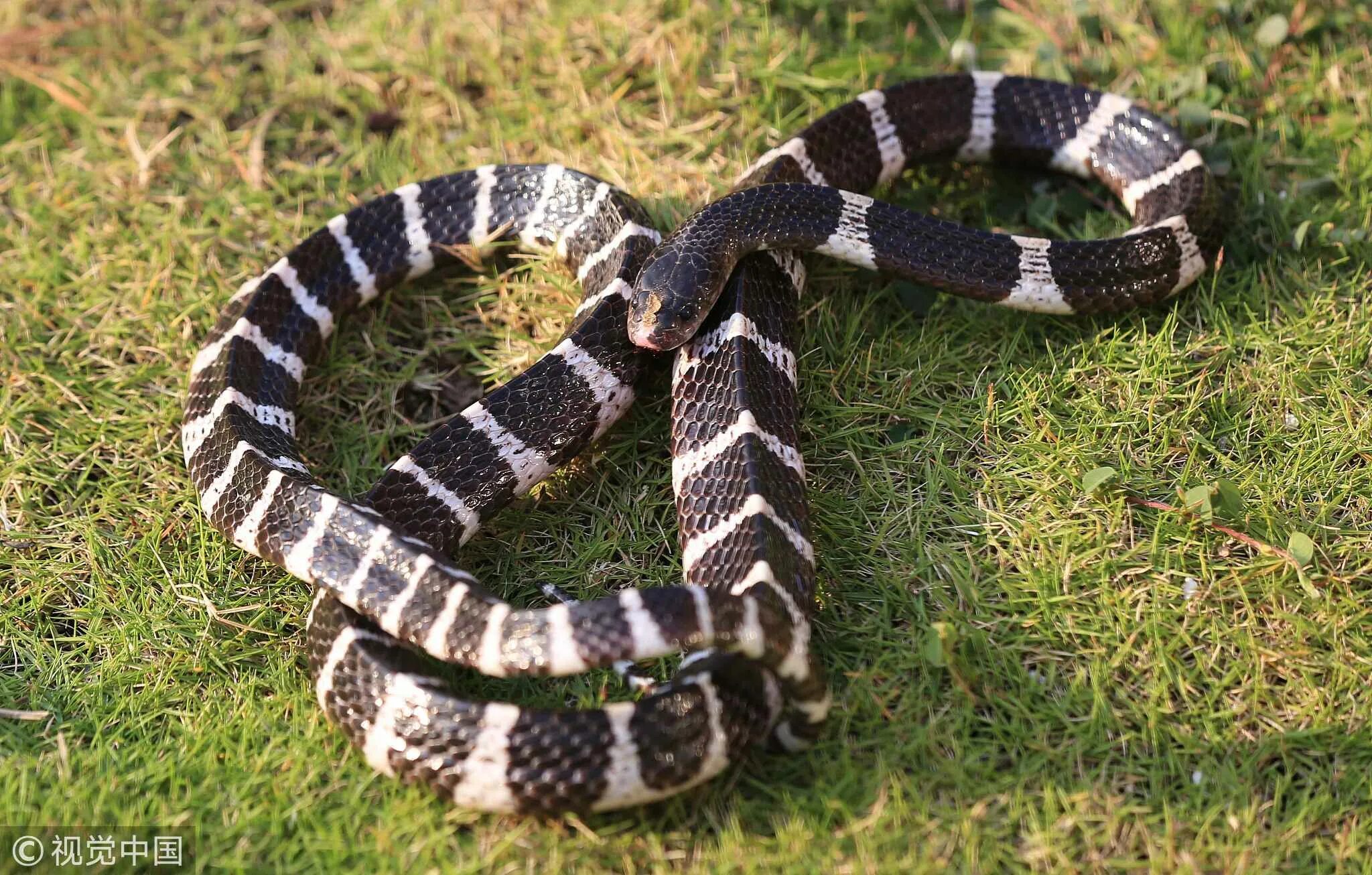 Крайт змея фото Chinese woman in coma after being bitten by snake - CGTN
