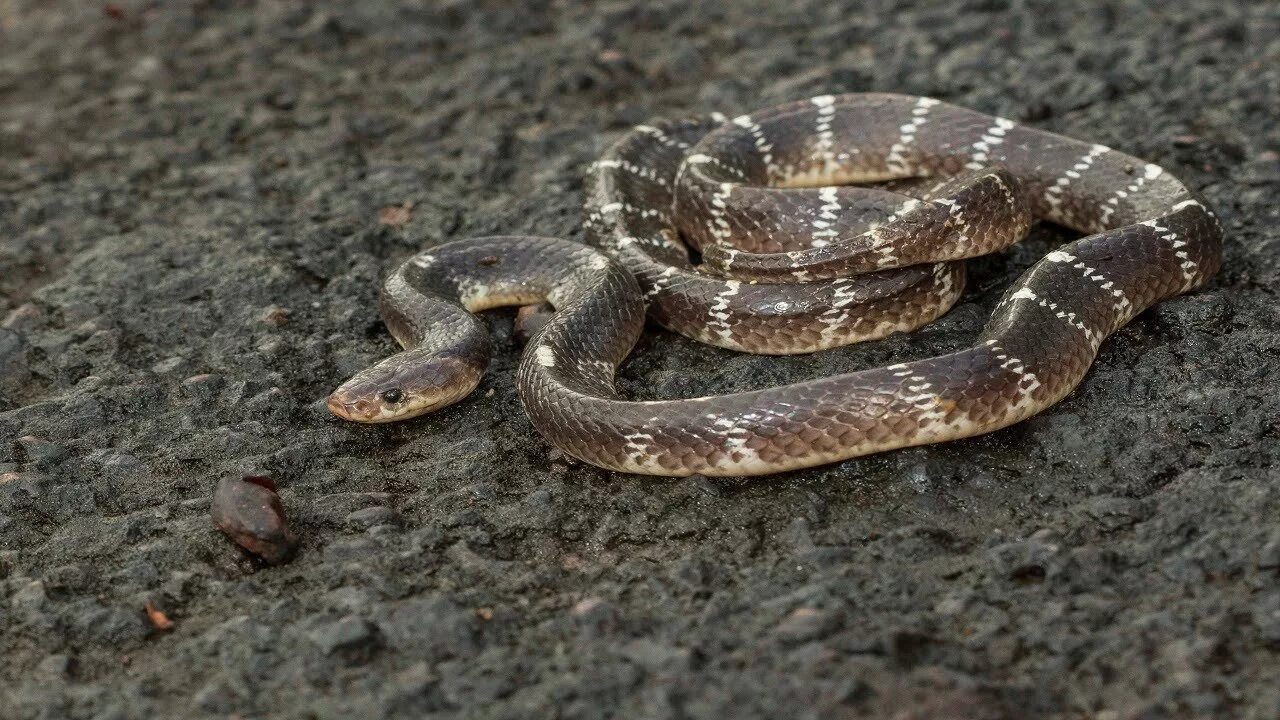 Крайт змея фото The Big Four Deadliest Indian Snakes to Humans - YouTube