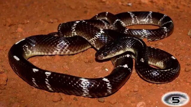 Крайт змея фото The Common Krait, most venomous snake, most poisonous snake, top ten venomous sn