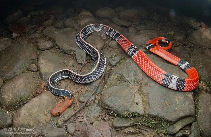 Крайт змея фото Red-headed Krait (Bungarus flaviceps) photographed by Kurt Orion G in Sabah, Bor