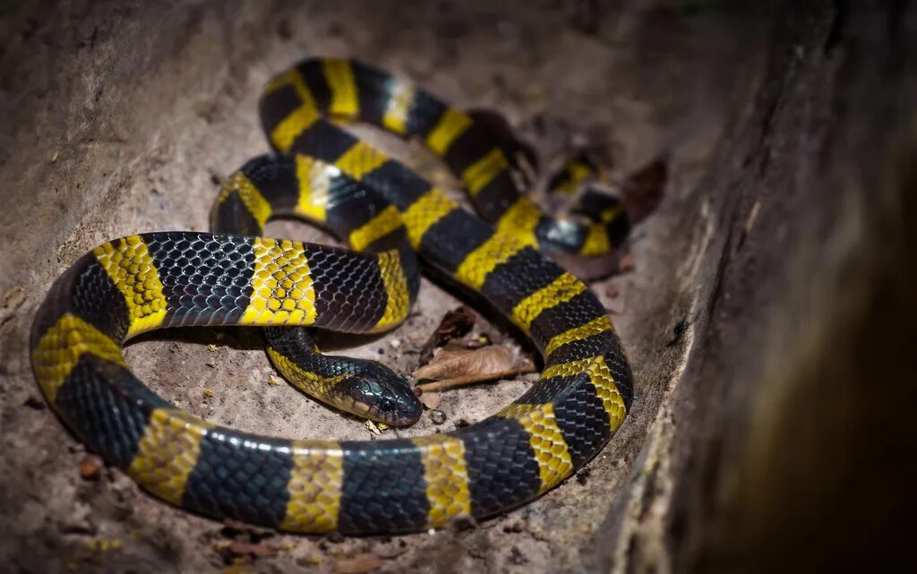 Крайт змея фото Banded Krait in September 2017 by Colin Chiu - iNaturalist Canada