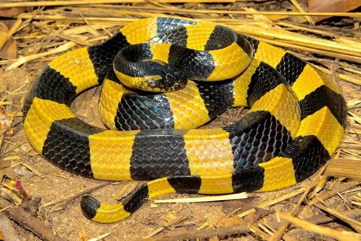 Крайт змея фото Banded krait Snake, Poisonous snakes, Deadly animals