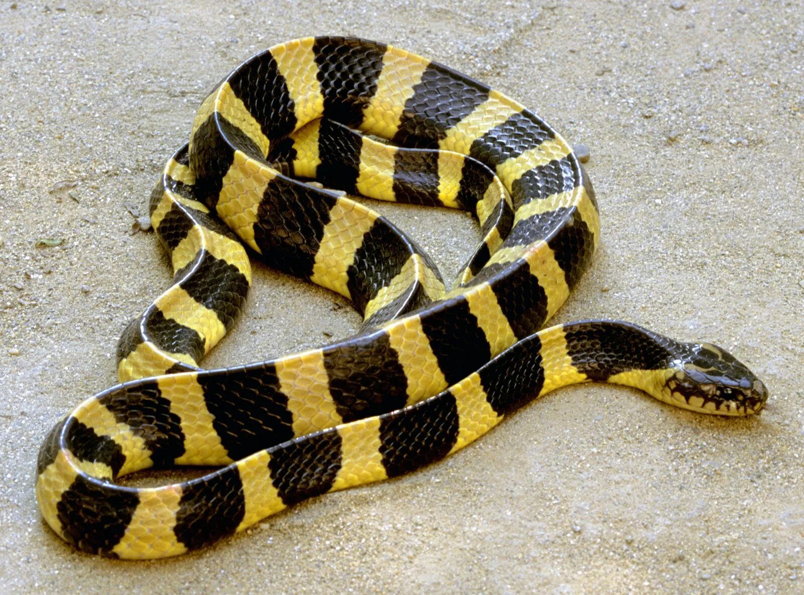 Крайт змея фото 9 of the World’s Deadliest Snakes Britannica