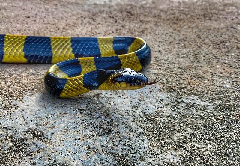 Крайт змея фото Banded krait - Wikipedia