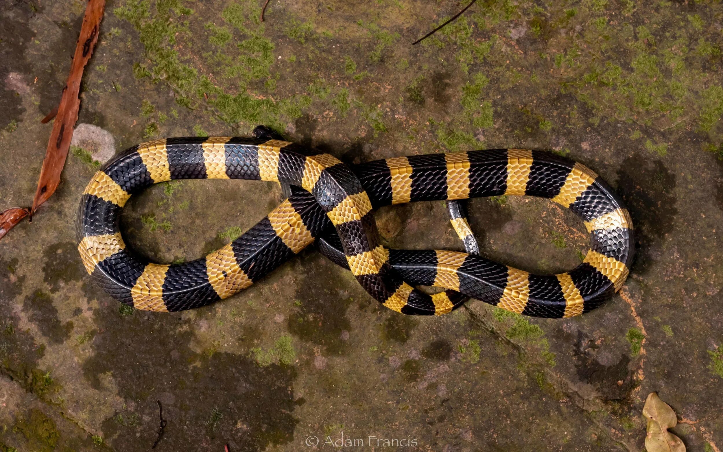Крайт змея фото BANDED KRAIT - Bungarus fasciatus - HongKongSnakeID.com