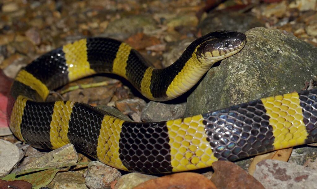 Крайт змея фото Banded Krait (Bungarus fasciatus) Found near Victoria Peak. Flickr