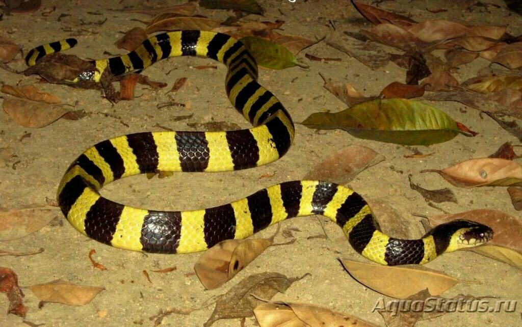 Крайт змея фото Крайт ленточный (Bungarus fasciatus) (Справочник террариумных животных)
