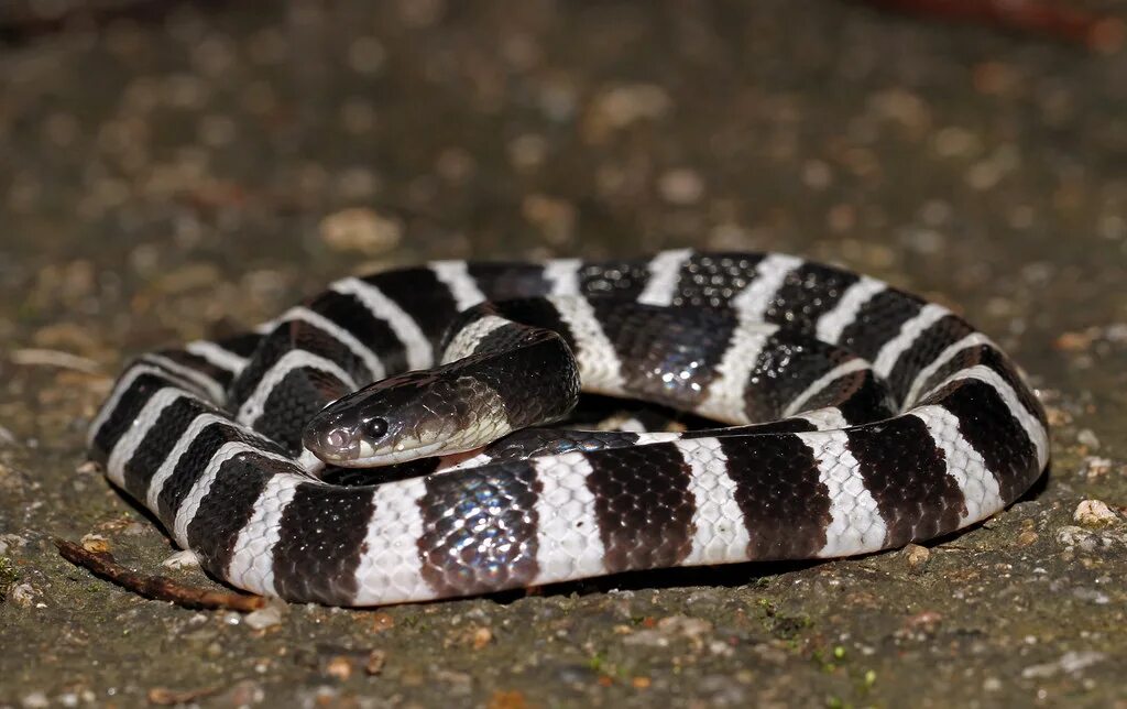 Крайт змея фото Many-banded Krait (Bungarus multicinctus) Found on the roa. Flickr