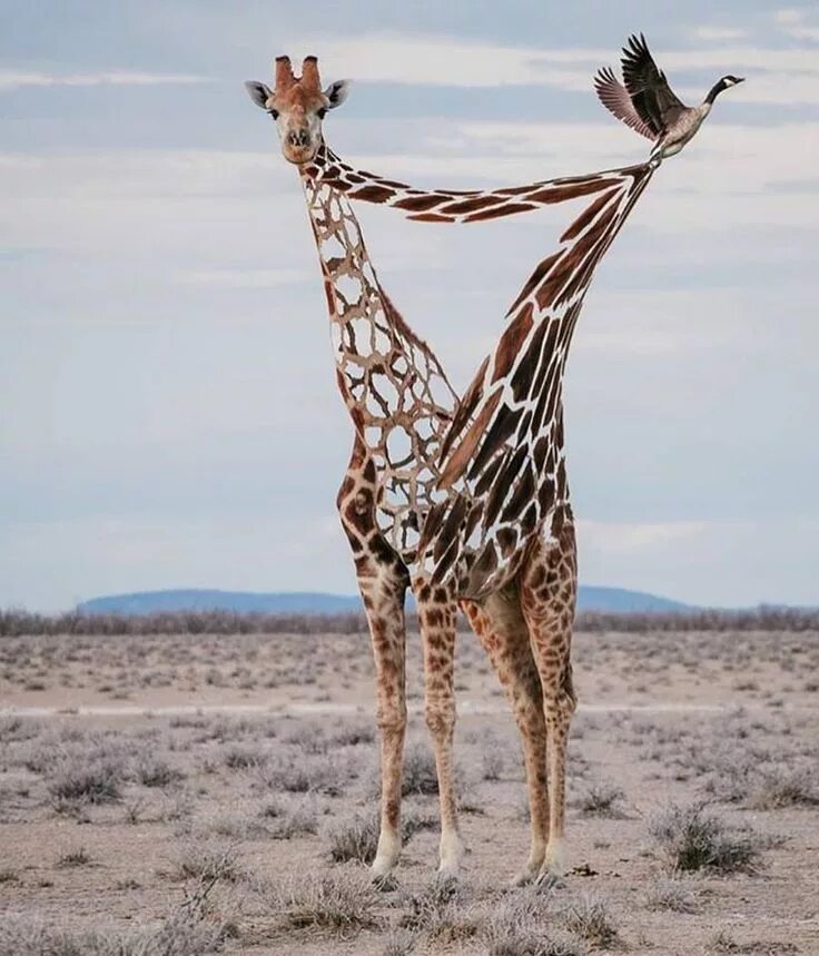 Креативные животные фото Can you do this? Pull the skin right off of a giraffe without physically touchin
