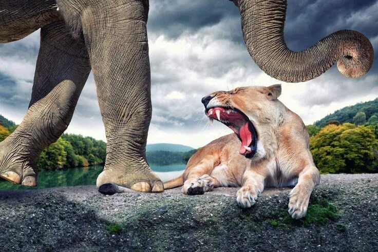 Креативные животные фото Pin by nader sadeghi on funny Wildlife pictures, Animals, Cool pictures