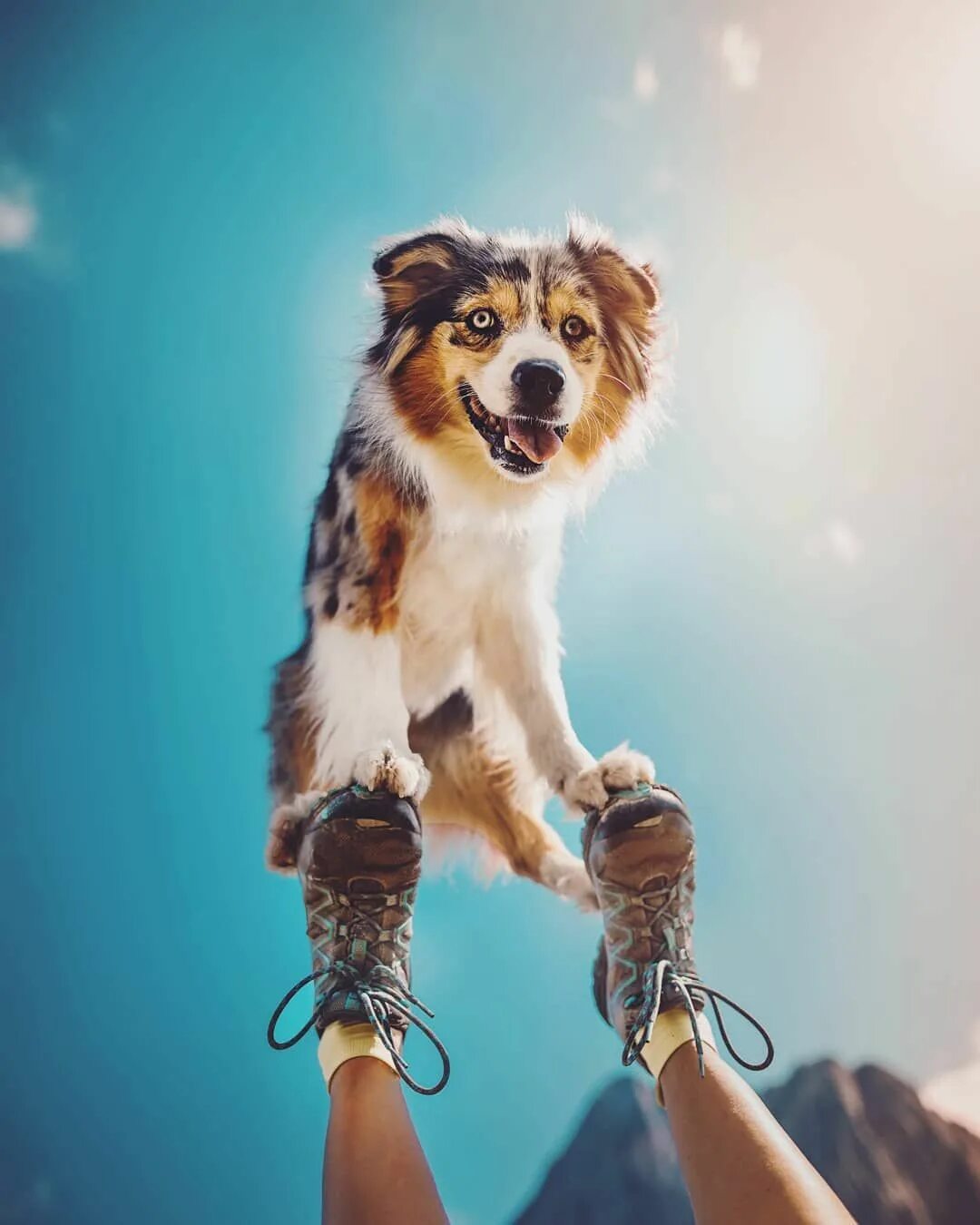 Креативные животные фото 40+ Beautiful Portraits of All the Different Personalities Dogs Have Beautiful d