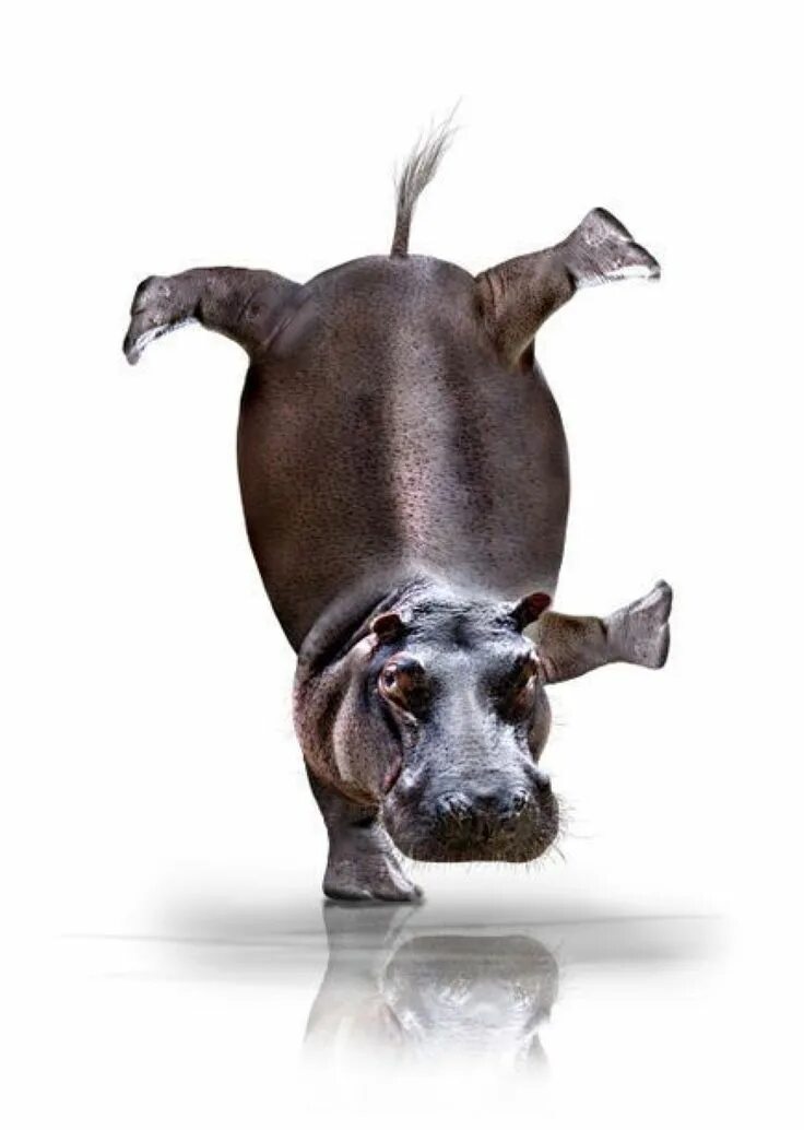 Креативные животные фото Pin von carmen laura auf Hippo Ausgestopftes tier, Sprüche tiere, Tierbilder