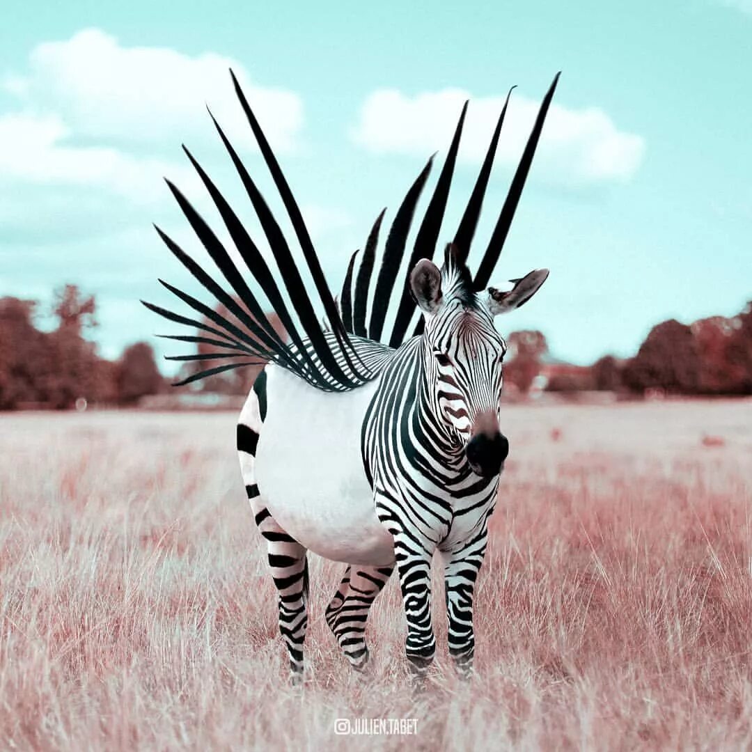 Креативные животные фото Zebra Flight Op Photoshopped animals, Animal photo manipulation, Surreal art