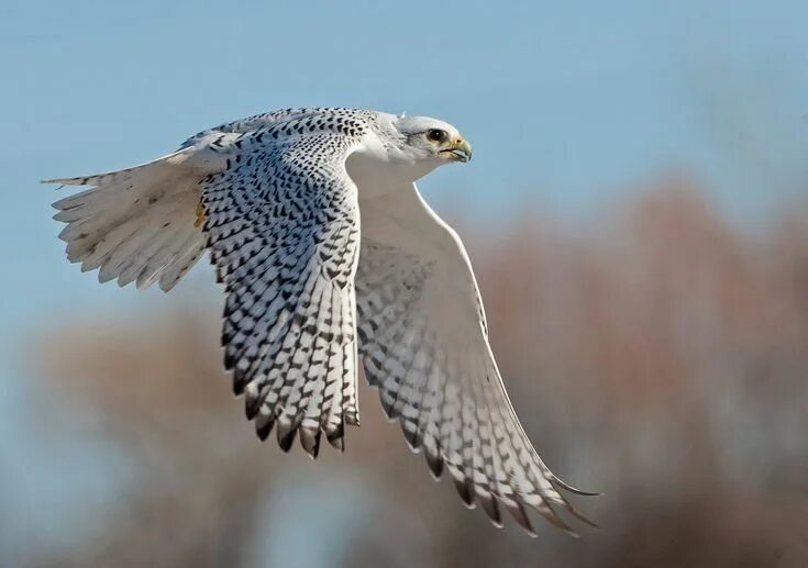 Кречет поезд фото Gyrfalcon (Falco rusticolus) breeds on Arctic Coasts and Islands of North Americ
