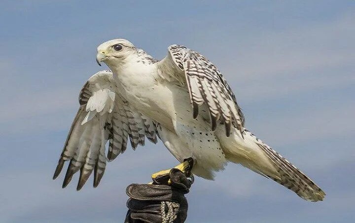 Кречет птица фото Gyrfalcon (Falco rusticolus) Птицы, Крылья