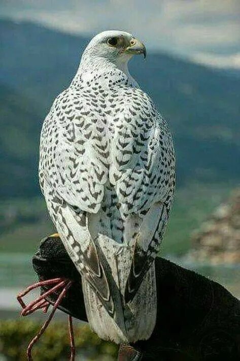 Кречет птица фото 61 Gyrfalcon ideas birds of prey, beautiful birds, pet birds