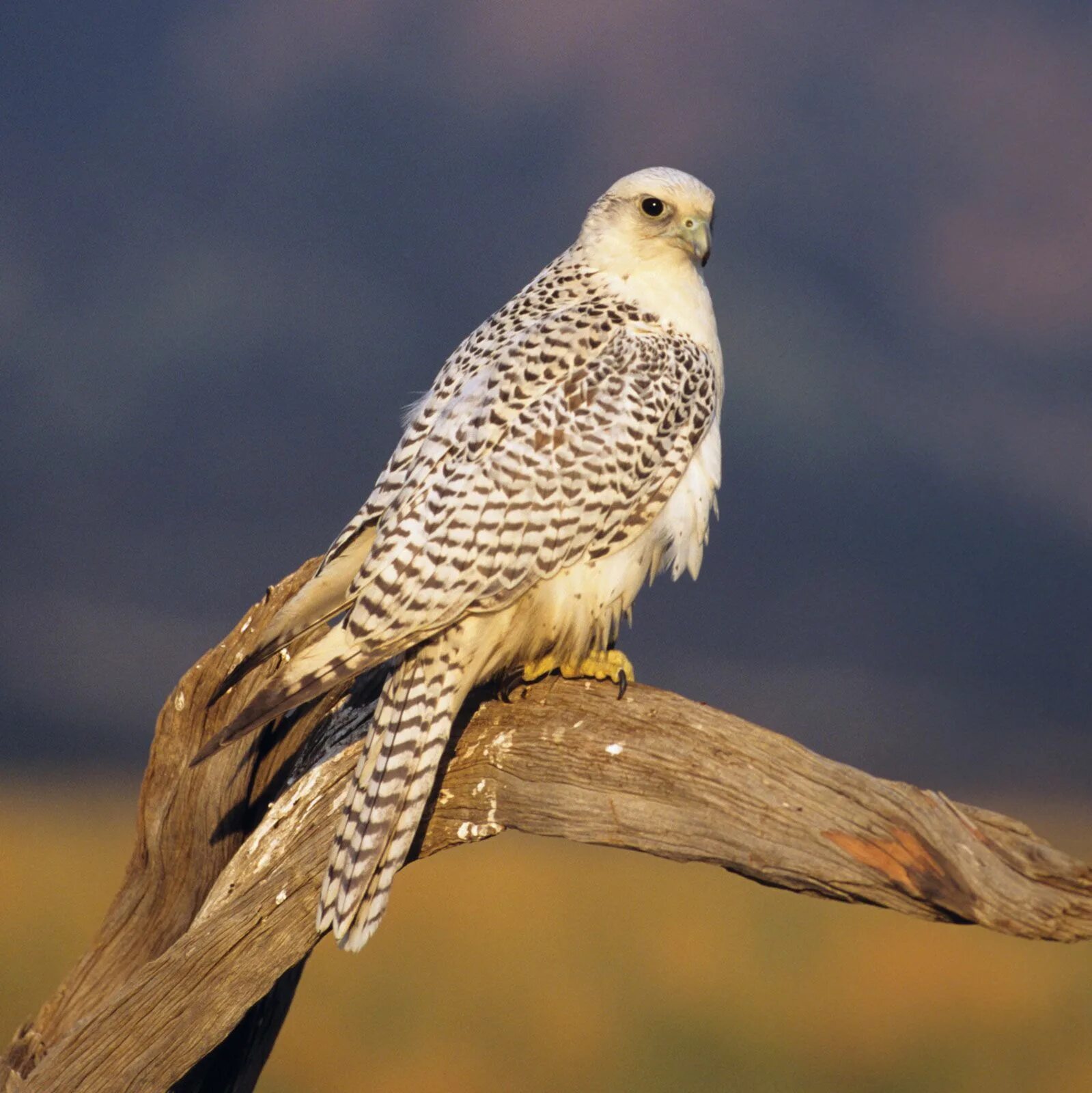 Кречет птица фото Gyrfalcon Arctic, Predator & Raptor Britannica