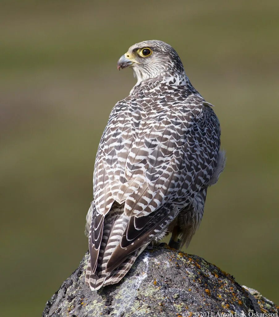 Кречет птица фото Fálki / Gyrfalcon / Falco rusticolus Anton Ísak Óskarsson Flickr