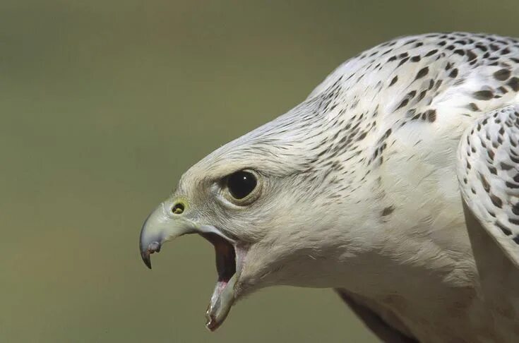 Кречет птица фото Gyrfalcon Animali, Rapaci, Uccelli
